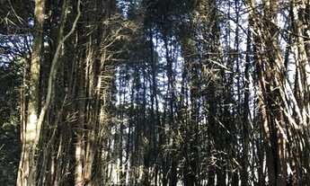 Imagem 4: Terrenos Planos e Limpos Para Sua Casa de Campo em Ibiúna - SP PM