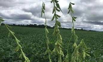 Imagem 2: Fazenda extraordinária em Cocalinhos - MT
