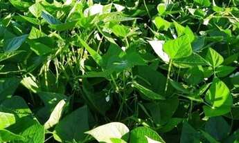 Imagem 4: Fazenda dupla aptidão no cerrado baiano AT 5.800 hectares