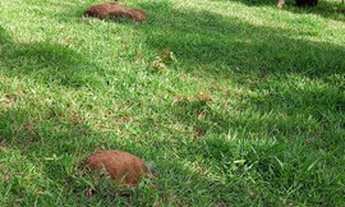 Imagem 3: Oportunidade! Vende-se um espetáculo de fazenda de 43 Alqueires