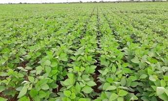 Imagem 2: Fazenda a venda Alvorada do Norte - GO