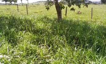 Imagem 5: Terra em Itaberaí -GO - MUITO BOA