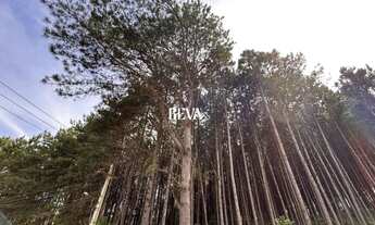 Imagem 3: Terreno para chácara com Pinus de 19 anos