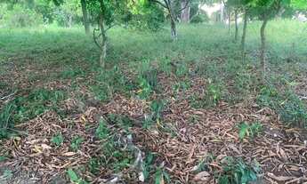 Imagem 5: Sítio de 1,2 tarefa a venda em Maragogipe BA