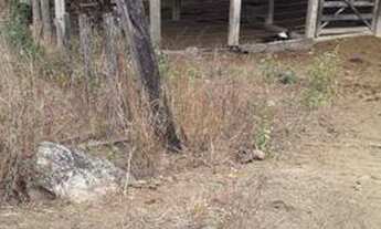 Imagem 5: Fazenda minas divisa com espírito santo