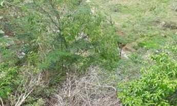 Imagem 7: Fazenda minas divisa com espírito santo