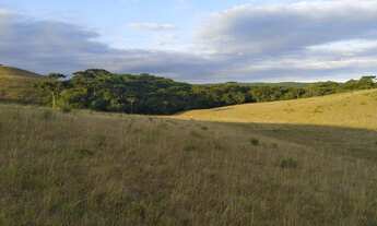 Imagem 7: Excelente oportunidade para investidores em São Francisco de Paula