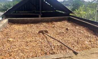 Imagem 6: Vendo Fazenda De Cacau Em Gandu