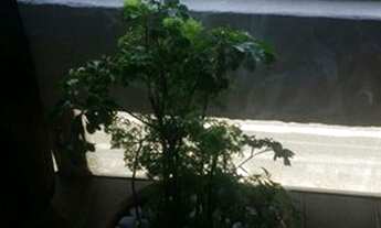 Imagem 7: CASA TÉRREA - ALTO DE PINHEIROS - SP