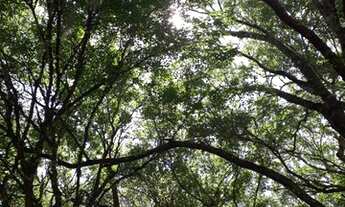 Imagem 5: Excelente sitio no Rincão do Andrade