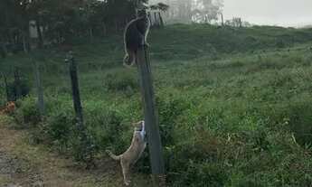 Imagem 4: Sítio na Fazenda de Dentro - Biguaçu