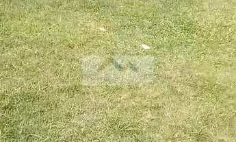 Imagem 5: Sítio à Venda em Vargem Grande, Florianópolis - R$3.500.000