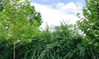 Imagem 5: Excelente Chácara Sem Benfeitorias