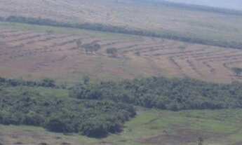 Imagem 4: FAZENDA DE SOJA 44.000 HECTARES 17.000 EM PLANTIO