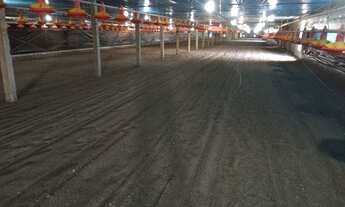 Imagem 6: Chácara com aviário de frango