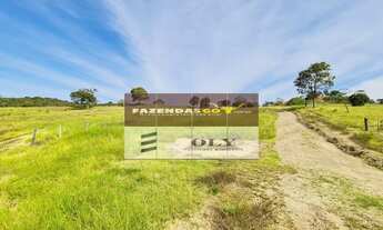 Imagem 7: Fazenda de Oportunidade - São 14 Alqueires ! Região de Goianésia-GO !