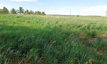 Imagem 3: Vende- se excelente chácara 300mts do asfalto