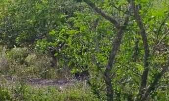 Imagem 5: Vende ou trouco Chácara com venda por R$80.000