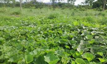 Imagem: Excelente Chácara de 8.9 Hectares em Vila