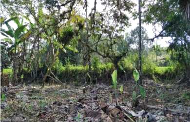 Imagem 5: BARBADA! TERRENO DE 1.800 em Guaratuba - PR ( 4 lotes de 370 m2