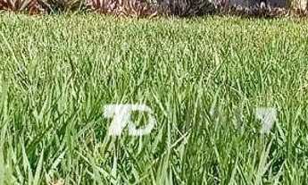 Imagem 2: Casa com 4 dormitórios, 328 m² - venda por R$ 3.500.000,00 ou aluguel por R$ 20.700,00/mês