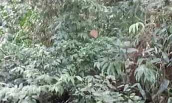 Imagem 4: Lote em Rua Marques - Quarta Divisão - Ribeirão Pires/SP