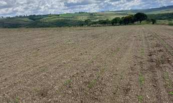 Imagem 7: Fazendinha altitude pra café patrocínio Minas Gerais