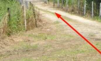 Imagem: CHÁCARA A 30 m PRATICAMENTE NA ESTRADAdo