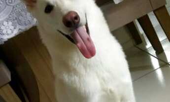 Imagem: Vendo filhotes de pastor suíço branco