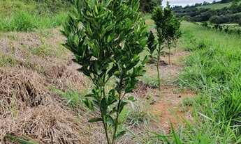 Imagem 6: Fazenda em são gonsalo do sapucai 111 hec 10.200.000.00 ( elice