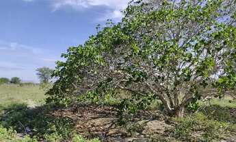 Imagem 5: Vendo Terreno localizado no Carneiro em Buíque