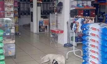 Imagem 2: Loja casa de ração