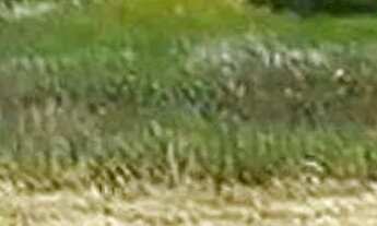 Imagem 2: Lote à venda em rua pública, CAUEIRA, Itaporanga dAjuda, SE