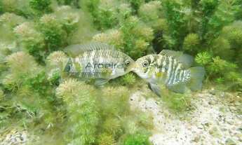 Imagem 6: Terreno Lote para Venda em Setor Central Lagoa Santa-GO - R156