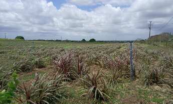 Imagem 7: Linda Fazendinha 11.5 Hc. top de luxo na região de Monte Alegre