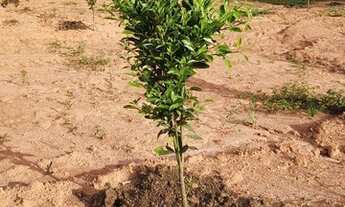 Imagem 4: Fazenda em são gonsalo do sapucai 111 hec 10.200.000.00 ( elice