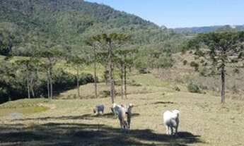 Imagem 4: Vendo Sitio em Rancho Queimado