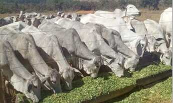 Imagem 7: 156 hc com 92 hc de pivor apenas 170 km de bh