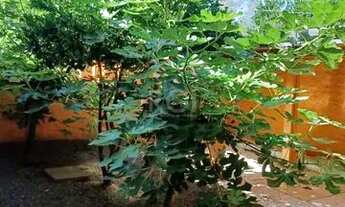 Imagem 4: Sítio em Lami Chácara com venda por R$100.000