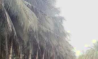 Imagem 5: Fazenda entre KM 50 e 60 da BR174. 10.360.000m2. Benfeitorias + AREAL 250.000m2 LICENCIADO