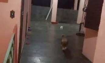 Imagem 3: Alugo casa ou vendo