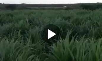 Imagem 5: Vendo uma fazenda em pentecoste