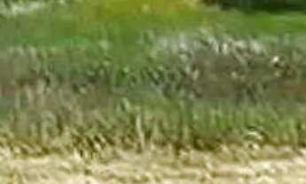 Imagem 4: Lote à venda em rua pública, CAUEIRA, Itaporanga dAjuda, SE