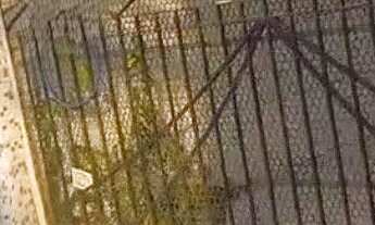 Imagem 3: Linda casa, na Pedreira 3/4, sendo um suíte, 2 vgs de garq que wagem