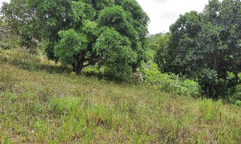 Imagem 3: Vendo excelente fazenda Nazaré das farinha