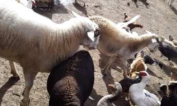 Imagem 4: Chácara Chácara com venda por R$270.000