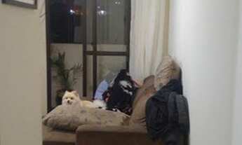 Imagem 6: Apartamento em Nova Petrópolis - São Bernardo do Campo