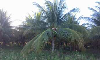Imagem 3: Venda de lote agrícola telefone