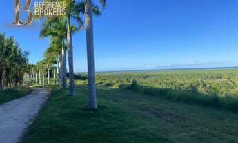 Imagem 6: Fazenda de Cacau e Coco CANAVIEIRAS - BA