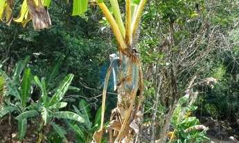 Imagem 7: Amplo Terreno Localizado no Bairro Macacu, em Garopaba, com Linda Vista!